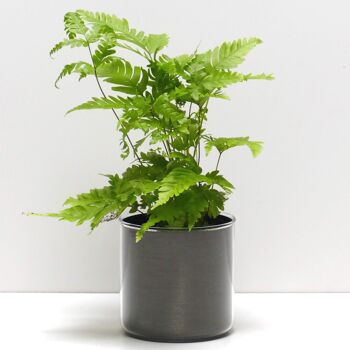 Pots + plantes - Pack "A" 5