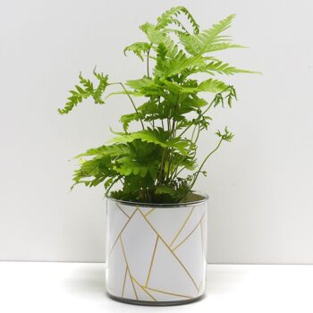 Pots + Plantes - Pack "B" 1