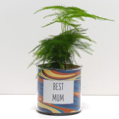 Macetas + Plantas - Pack "D"