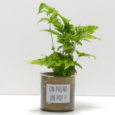 Pots + Plantes - Pack "F"