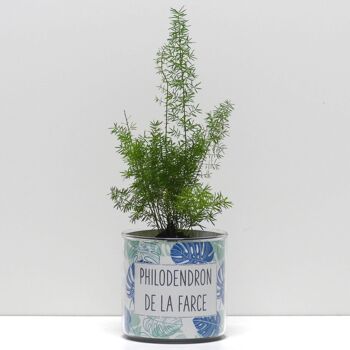 Pots + Plantes - Pack "F" 18