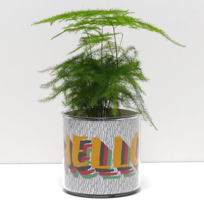 Vasi + piante - Confezione da 12 design tra cui scegliere