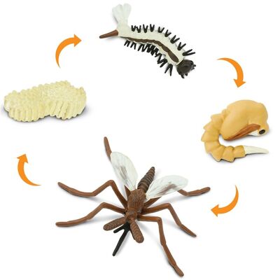 Lebenszyklus - Mücke (3D)