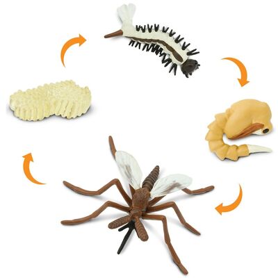 Life Cycle - Mosquito (3D)