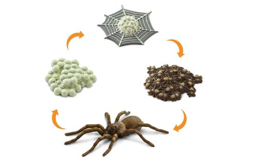Life Cycle - Spider (3D)