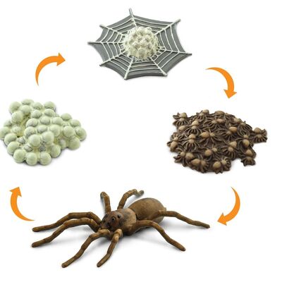 Life Cycle - Spider (3D)