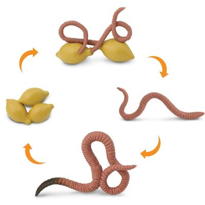 Life Cycle - Earthworm (3D)
