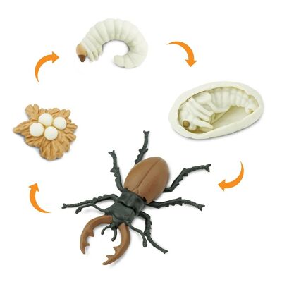 Life Cycle - Beetle (3D)