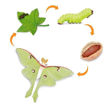 Life Cycle - Moth (3D)