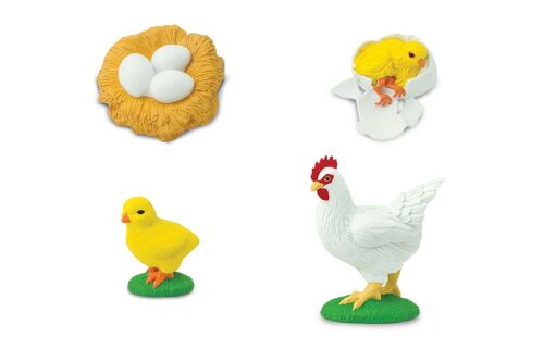 Life Cycle - Chicken (3D)