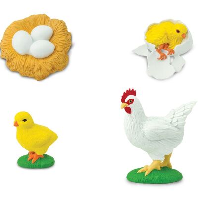 Life Cycle - Chicken (3D)