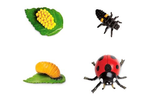 Life Cycle - Ladybug (3D)