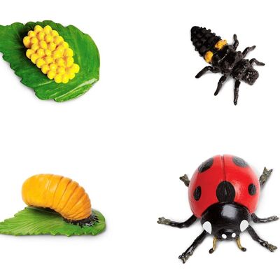 Life Cycle - Ladybug (3D)