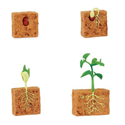 Lebenszyklus - Grüne Bohnenpflanze (3D)