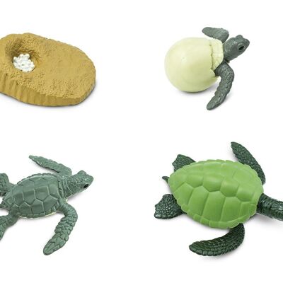 Ciclo di vita - Tartaruga marina verde (3D)