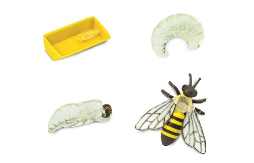 Life Cycle - Bee (3D)