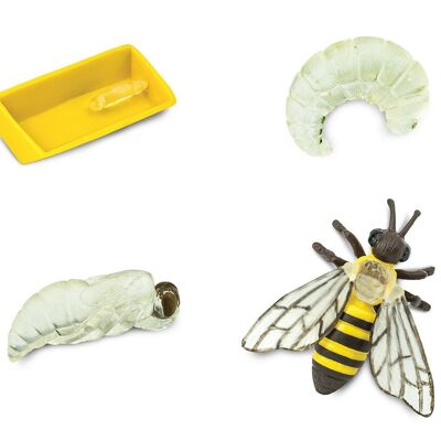 Life Cycle - Bee (3D)