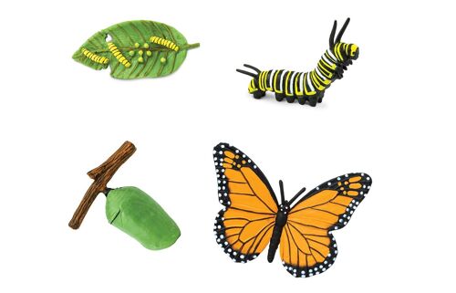 Life Cycle - Butterfly (3D)