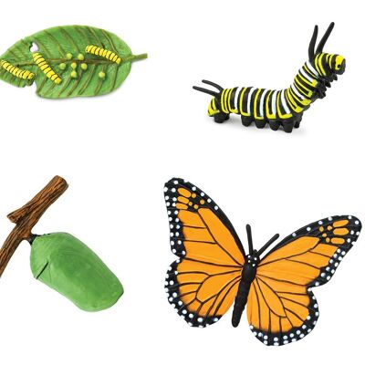 Lebenszyklus - Schmetterling (3D)
