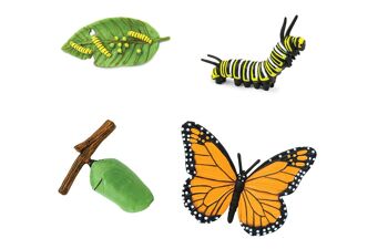 Cycle de vie - Papillon (3D) 1