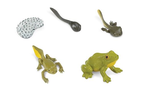 Life Cycle - Frog (3D)
