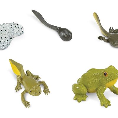 Life Cycle - Frog (3D)