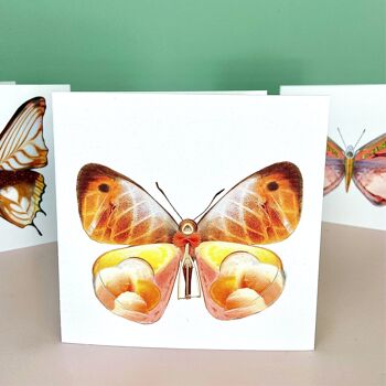 La dolce vita du una farfalla - Cartes postales 4