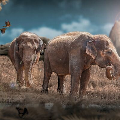 Elephants d'asie