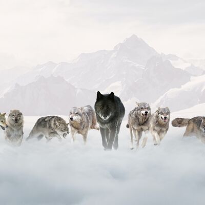 The pack
