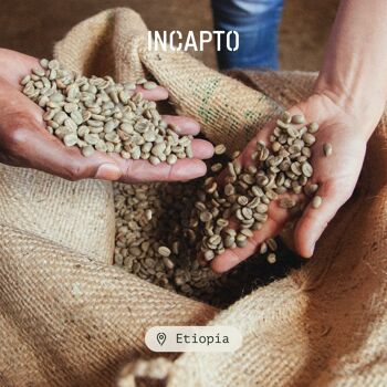 Café en Grano Naturel INCAPTO - Café de Especialidad | Origen ETIOPÍA | Variété 100% Arabica 6