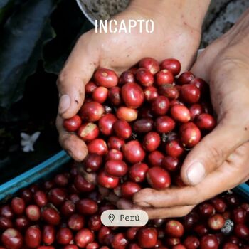 Café en Grano Naturel INCAPTO - MÉLANGE JUNGLE | Mezcla de Orígenes - Guatemala, Brésil et Pérou 5
