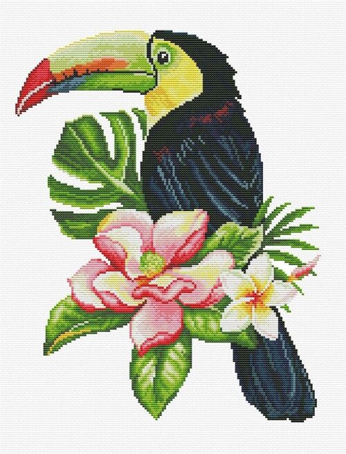 Toucan look out