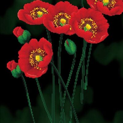 Red poppies on black