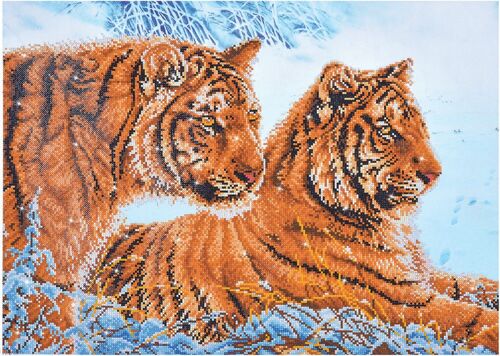 Tigers in the snow