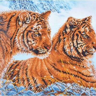 Tigers in the snow