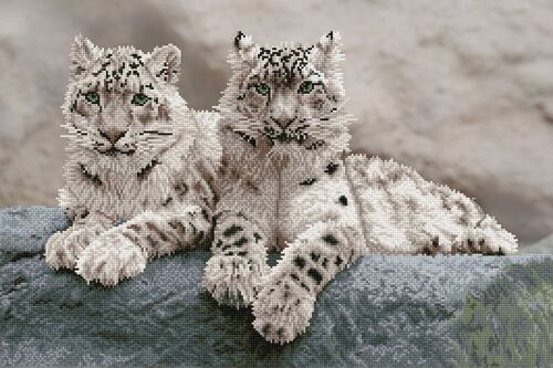 Snow Leopards Hemis National Park, Kashmir, India