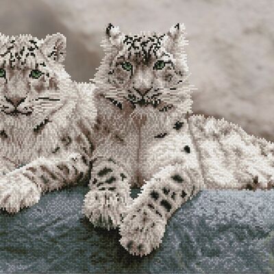 Snow Leopards Parque Nacional Hemis, Cachemira, India
