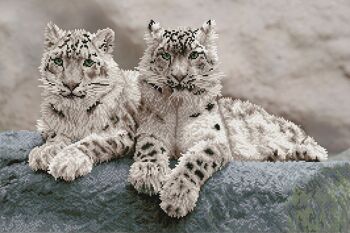Snow Leopards Hemis National Park, Cachemire, Inde