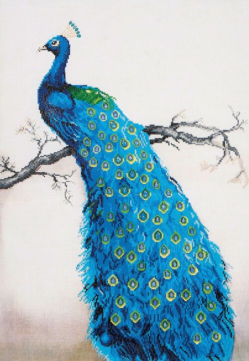 Blue Peacock