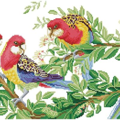 Eastern Rosella Gathering