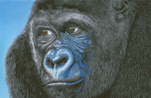 Kibali Western Lowland Gorilla