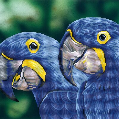 Blue Hyacinth Macaws