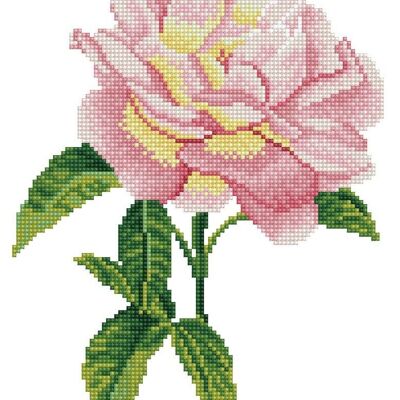 Pink rose with frame