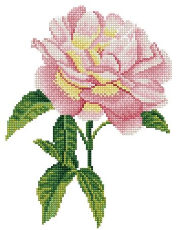 Rose rose avec cadre
