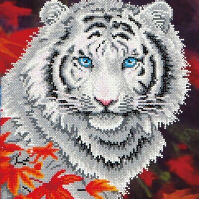 Tigre blanc en automne avec cadre