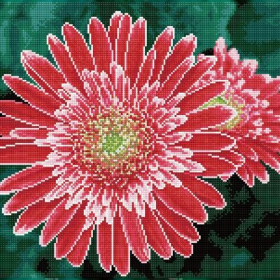 Gerberas roses