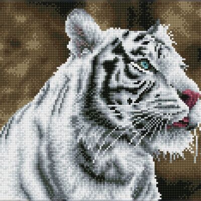 Tigre Blanc - Kit pre-incorniciato