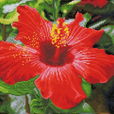 Hibisco en flor - Kit preenmarcado