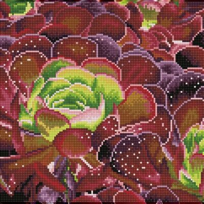 Succulents - Pre Framed Kit