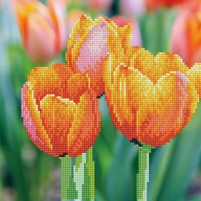 tulipanes de amor